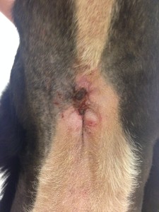 Peppers final wound