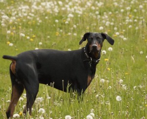 Stan in grass